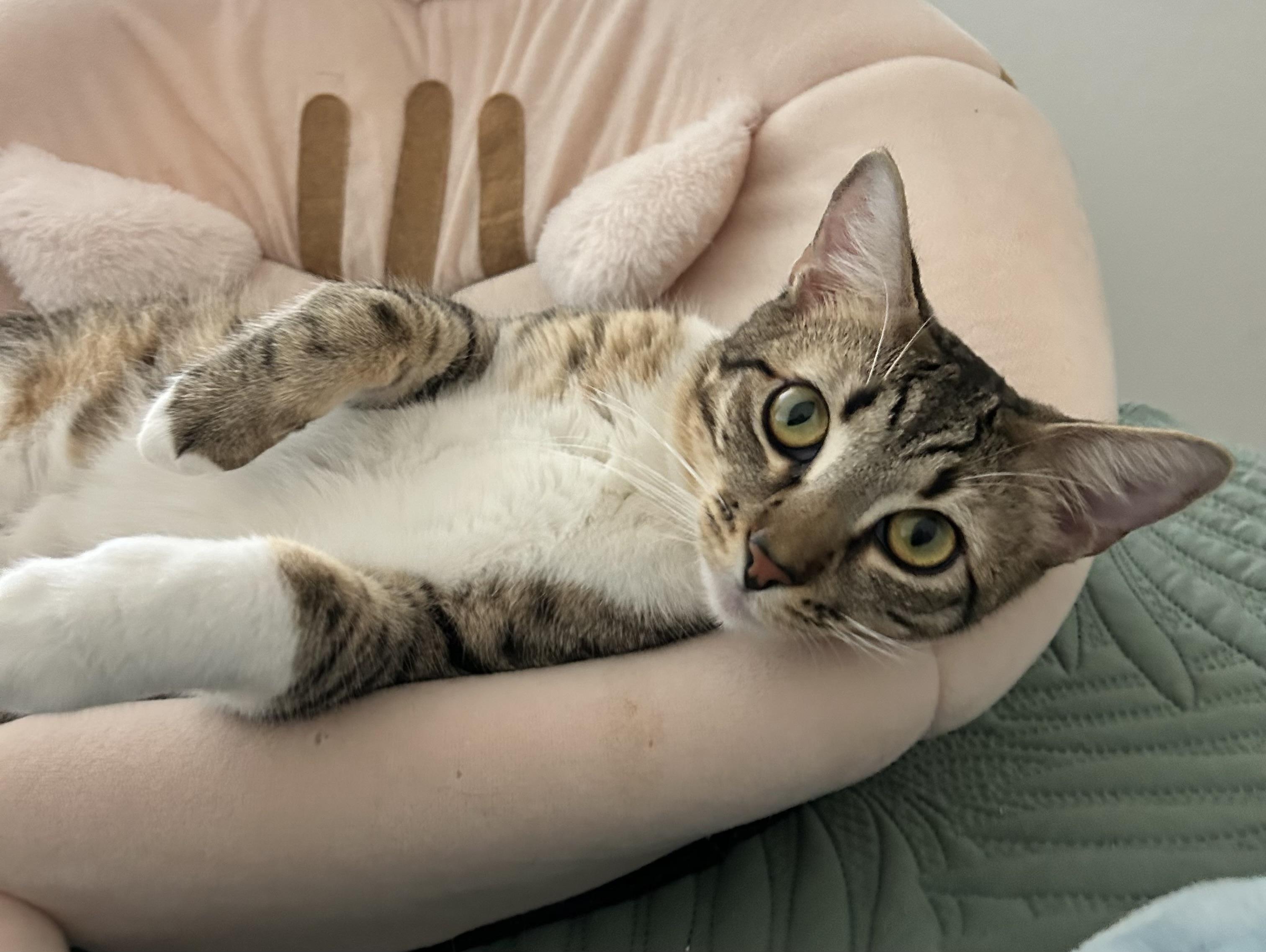 Clawliflower (bonded to Catalope) 3