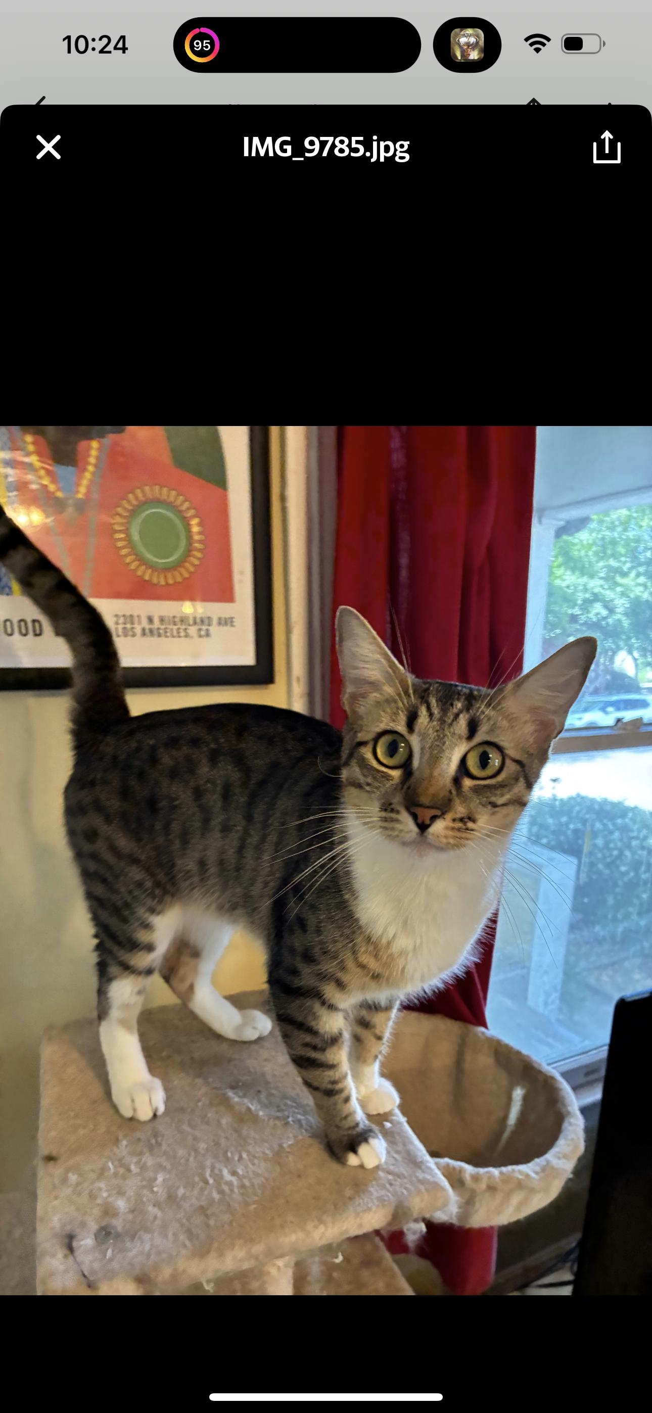Clawliflower (bonded to Catalope) 6