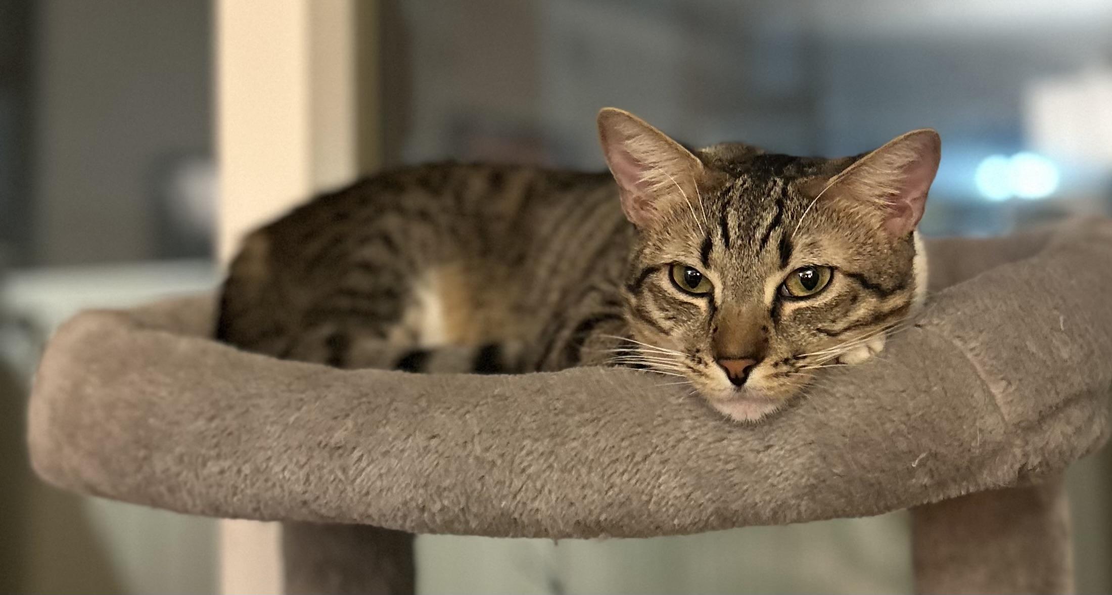 Clawliflower (bonded to Catalope) 5