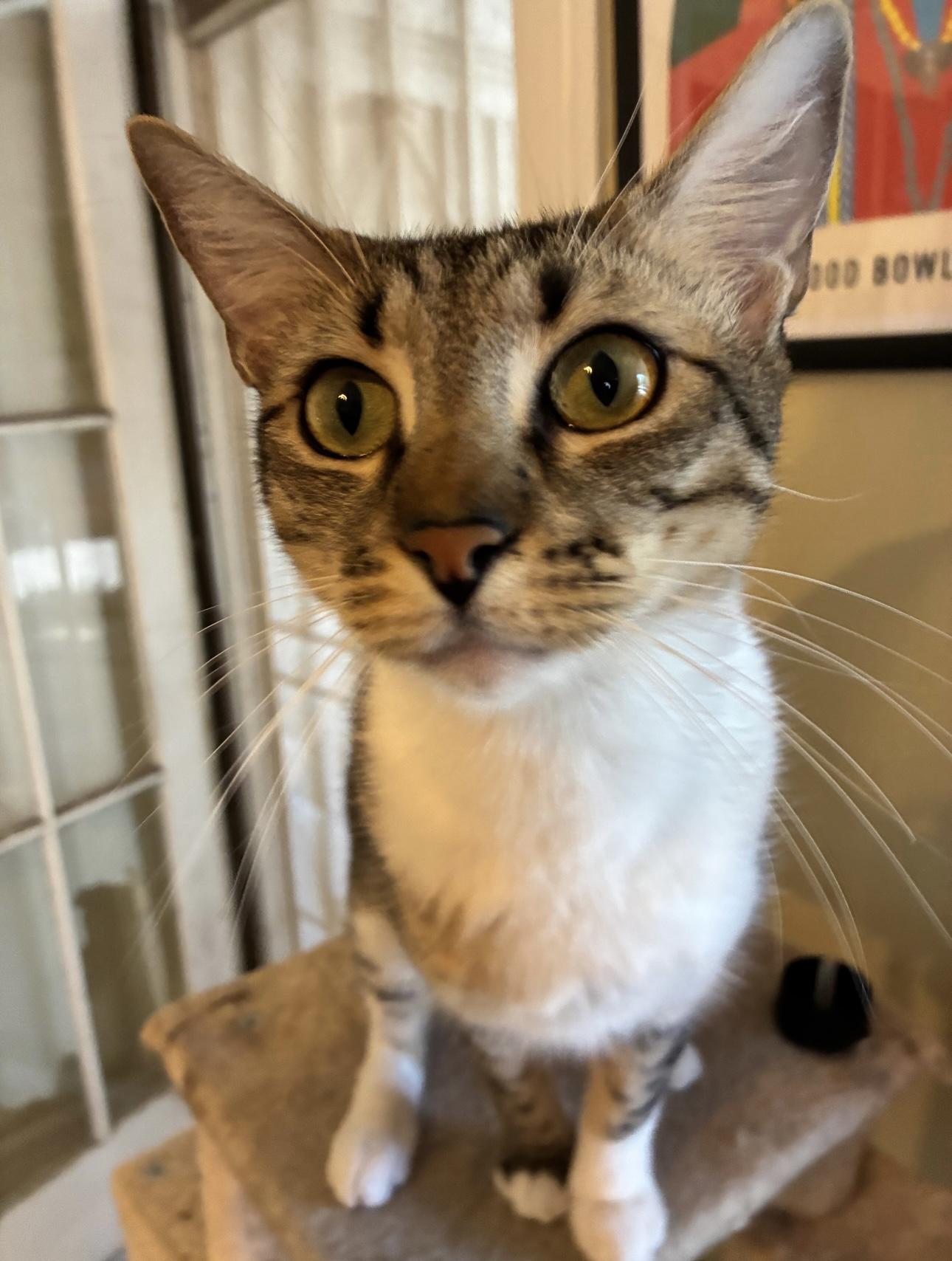 Clawliflower (bonded to Catalope)