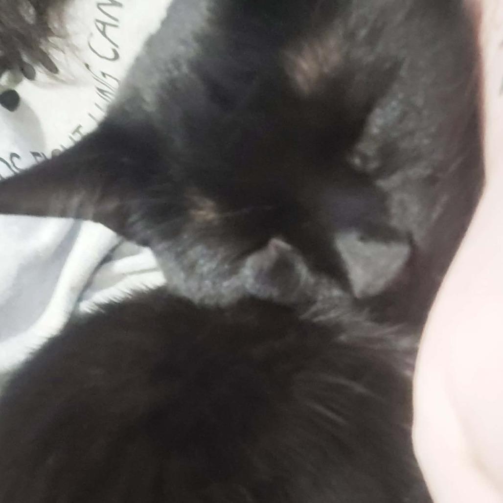 Enlarge Guillermo, a Adoptable Domestic Short Hair in Newcastle, OK image 1/1