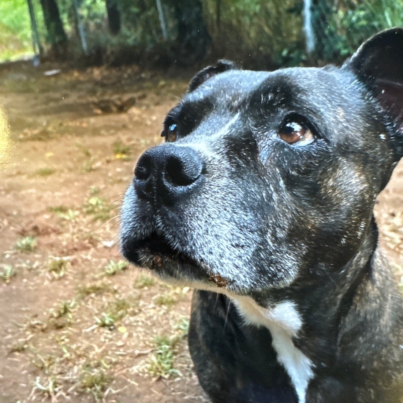 MELODY, a Adoptable mixed breed in Shawnee, OK image 2/6