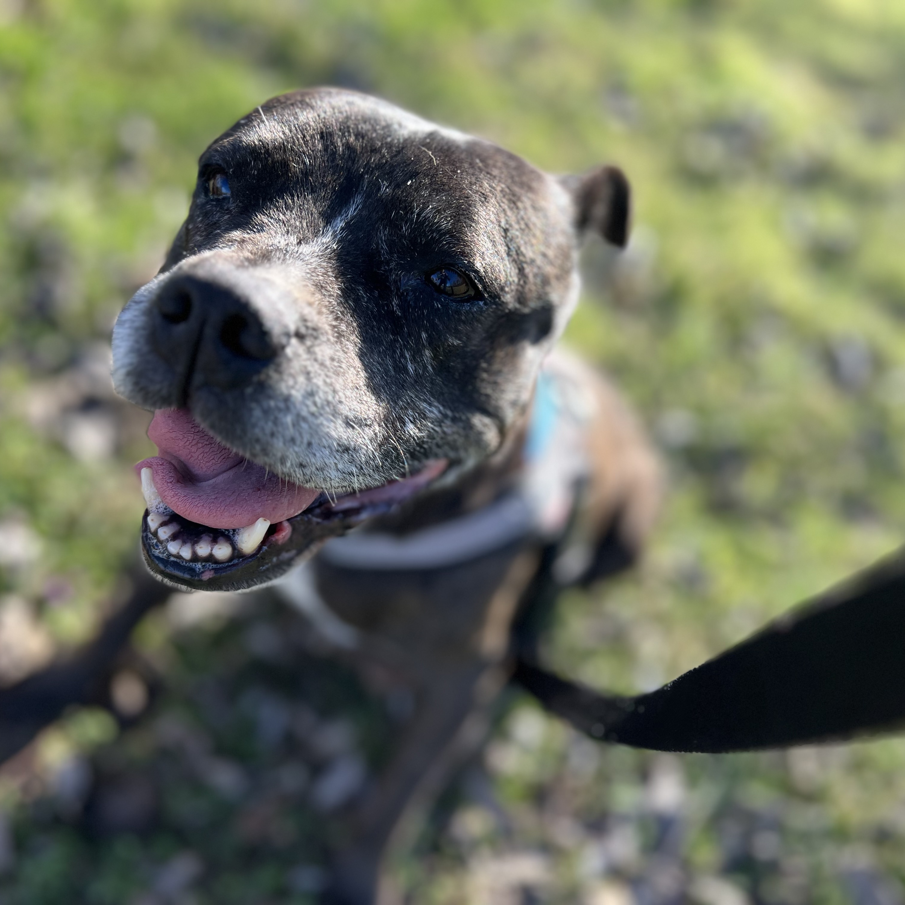 MELODY, a Adoptable mixed breed in Shawnee, OK image 3/6