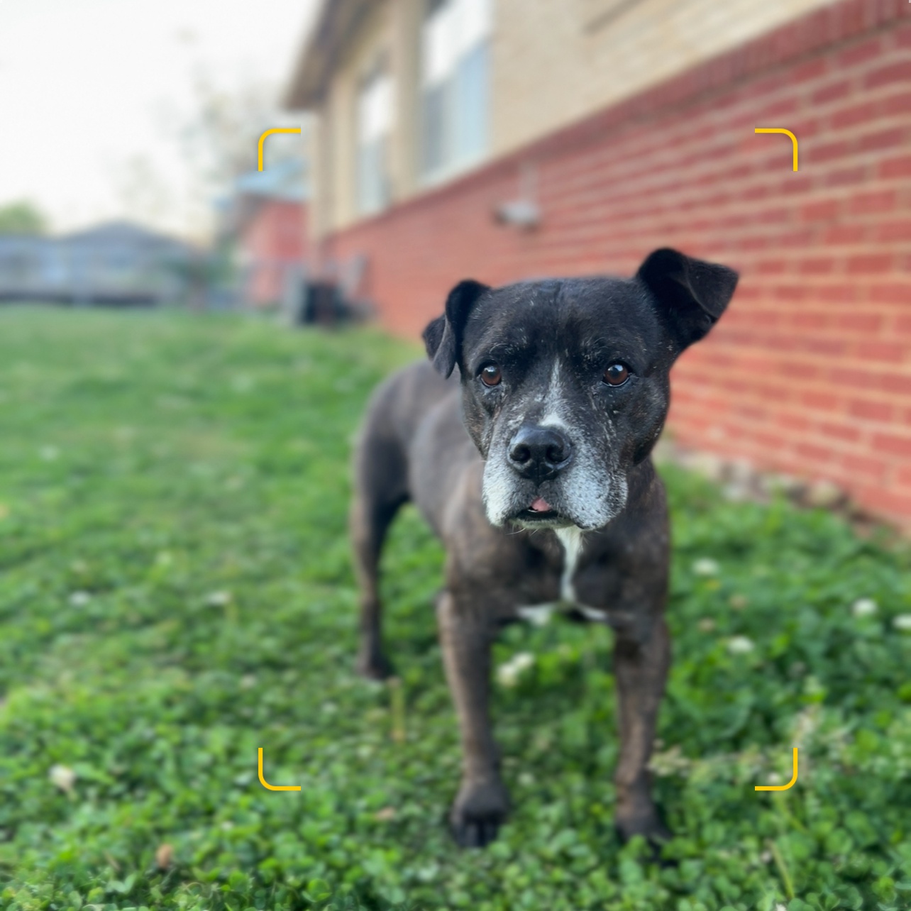 MELODY, a Adoptable mixed breed in Shawnee, OK image 4/6