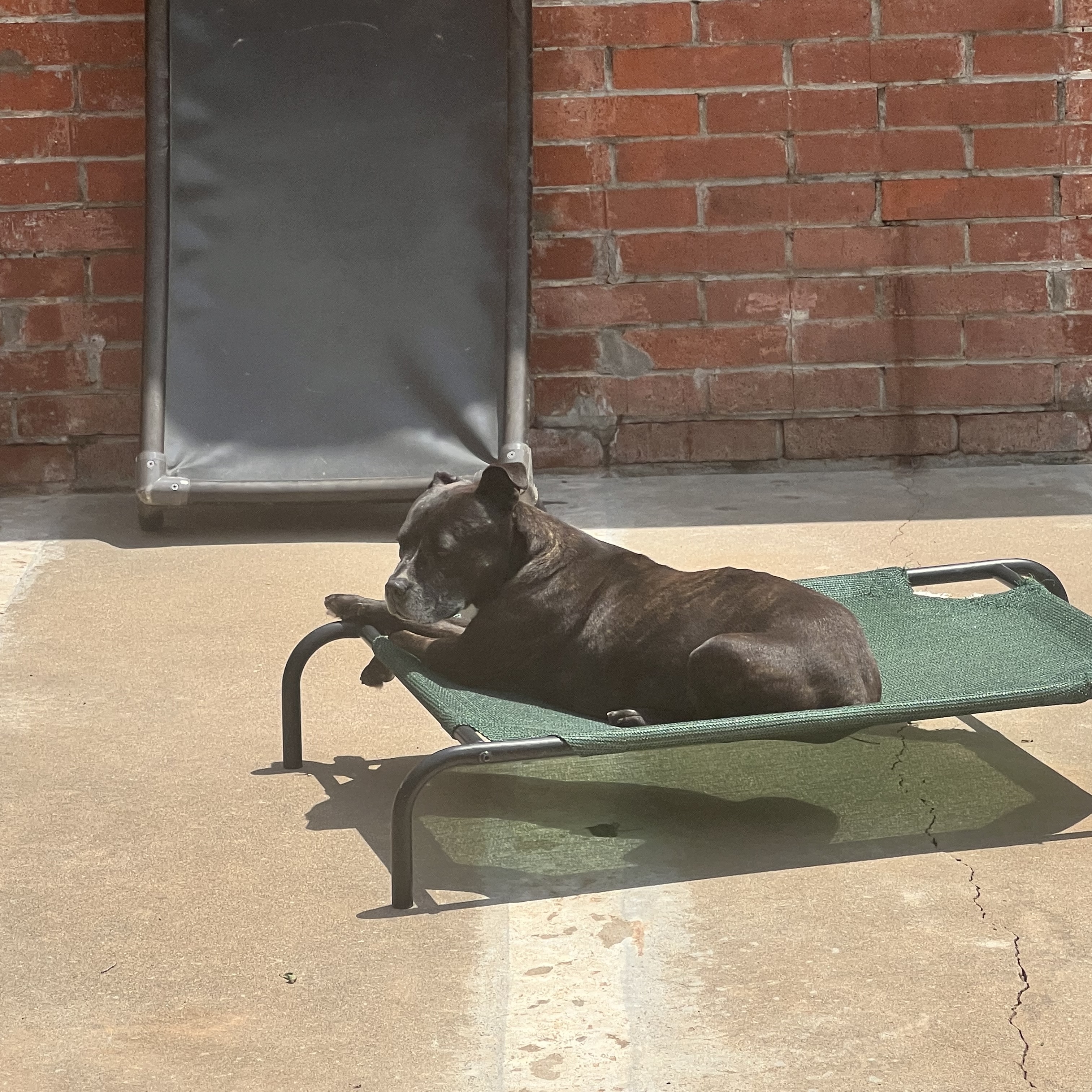 MELODY, a Adoptable mixed breed in Shawnee, OK image 5/6