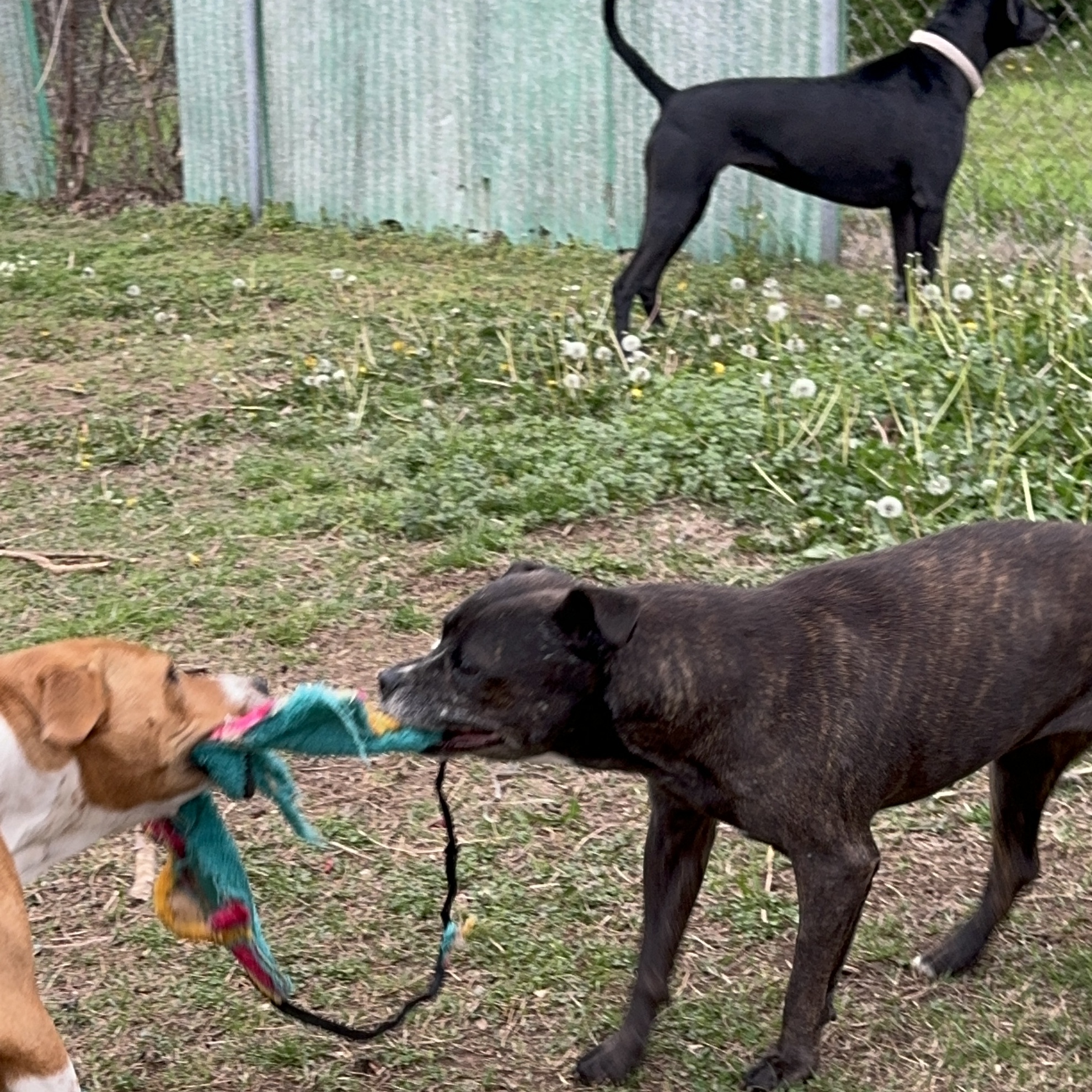 MELODY, a Adoptable mixed breed in Shawnee, OK image 6/6