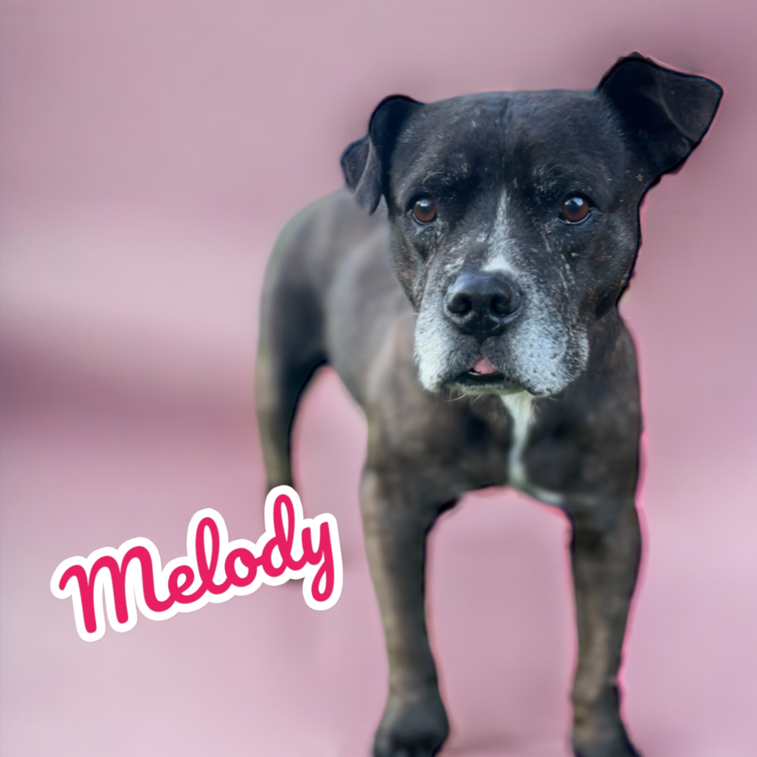 MELODY, a Adoptable mixed breed in Shawnee, OK image 1/6