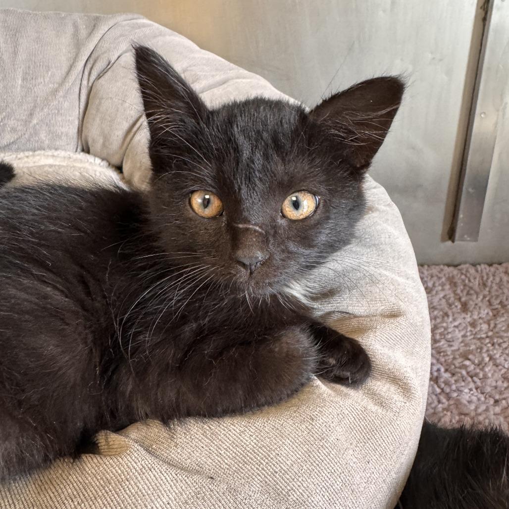 Enlarge Cleocatra, a Adoptable Domestic Short Hair in Rossville, GA image 1/1