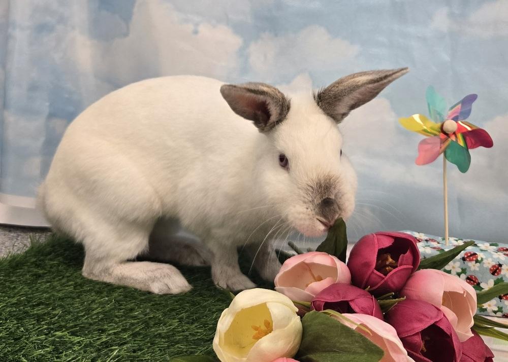 Sundae, a Adoptable Californian in Westford, MA image 1/6