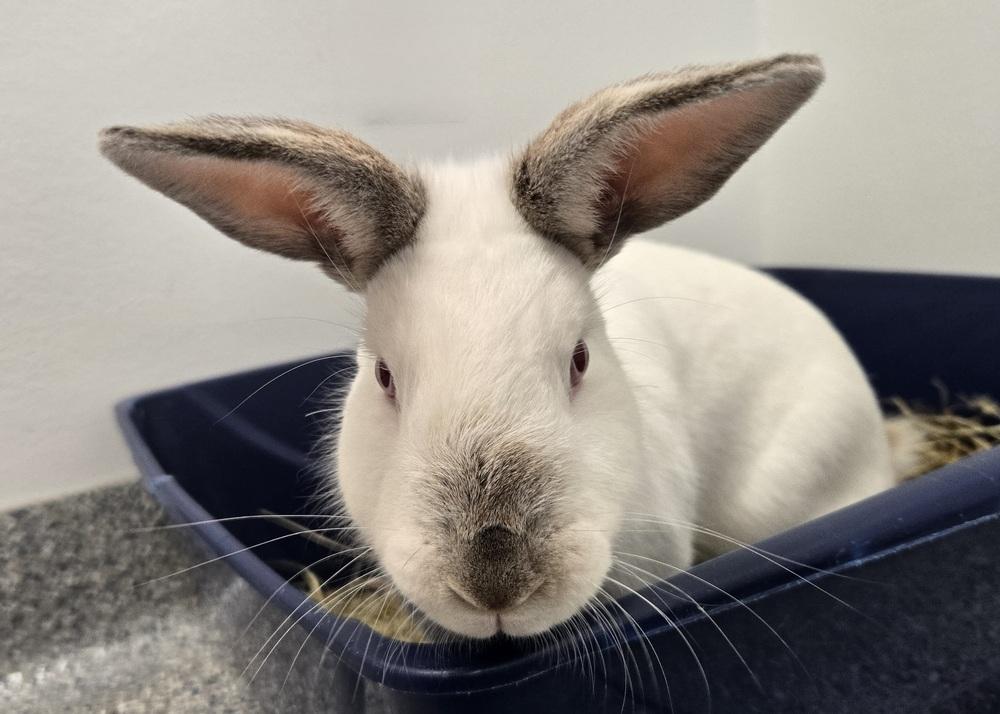 Sundae, a Adoptable Californian in Westford, MA image 2/6