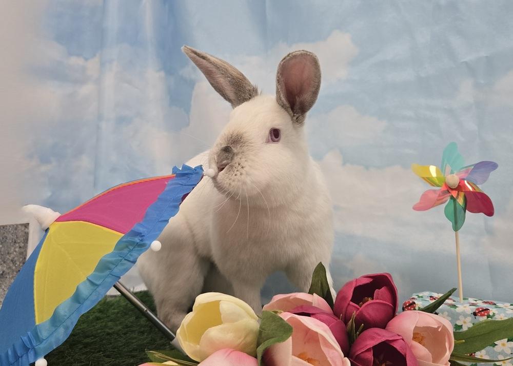 Sundae, a Adoptable Californian in Westford, MA image 3/6
