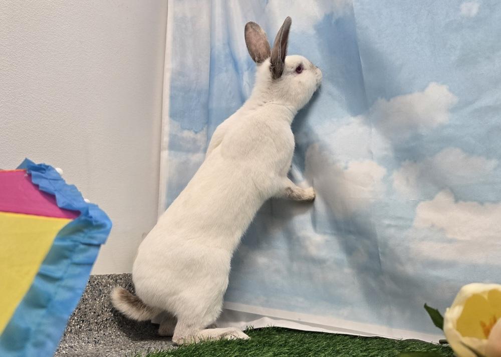 Sundae, a Adoptable Californian in Westford, MA image 5/6
