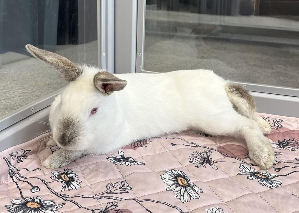 Sundae, a Adoptable Californian in Westford, MA image 6/6