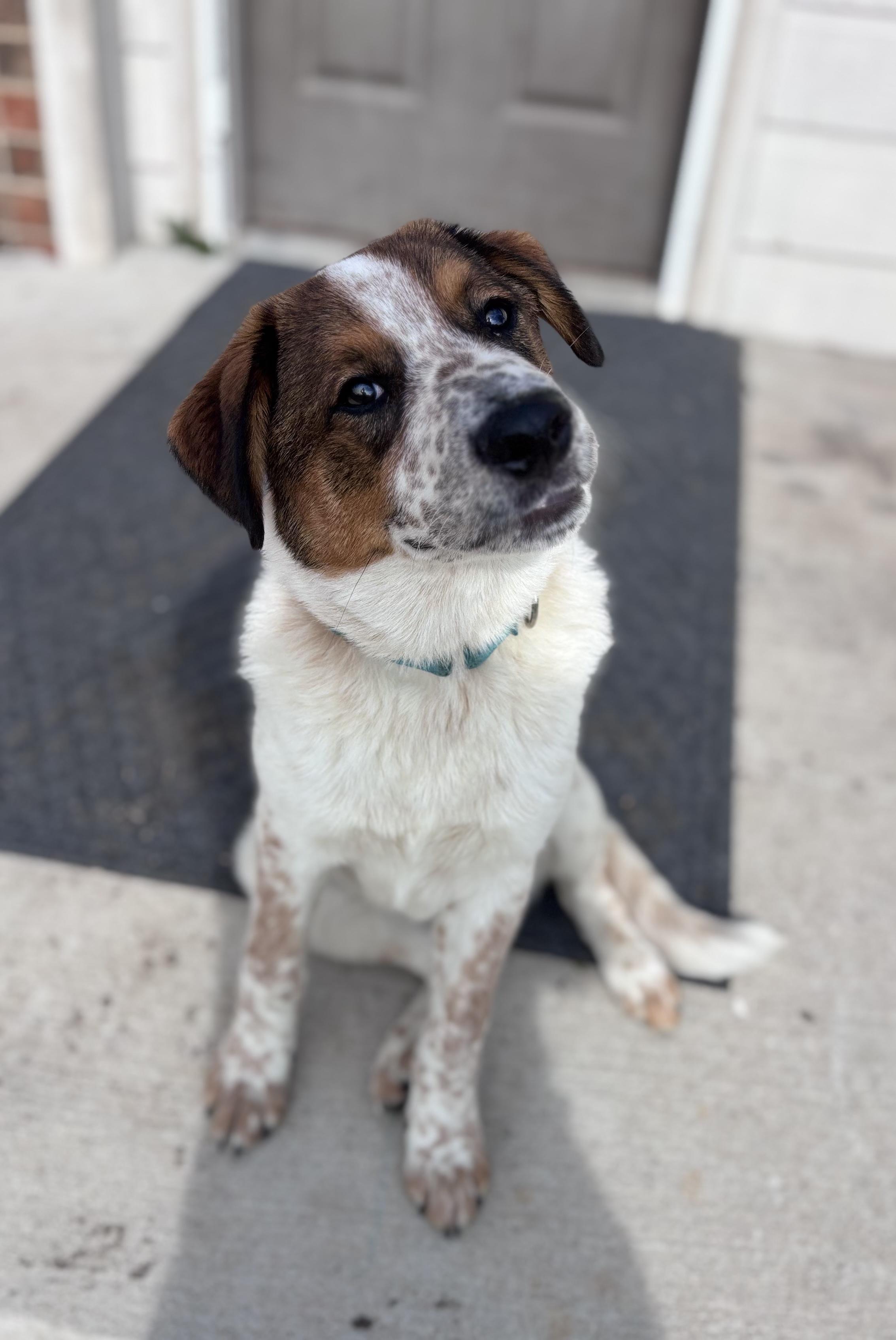 Gambler, Adoptable, Young Male Australian Cattle Dog / Blue Heeler & Labrador Retriever.