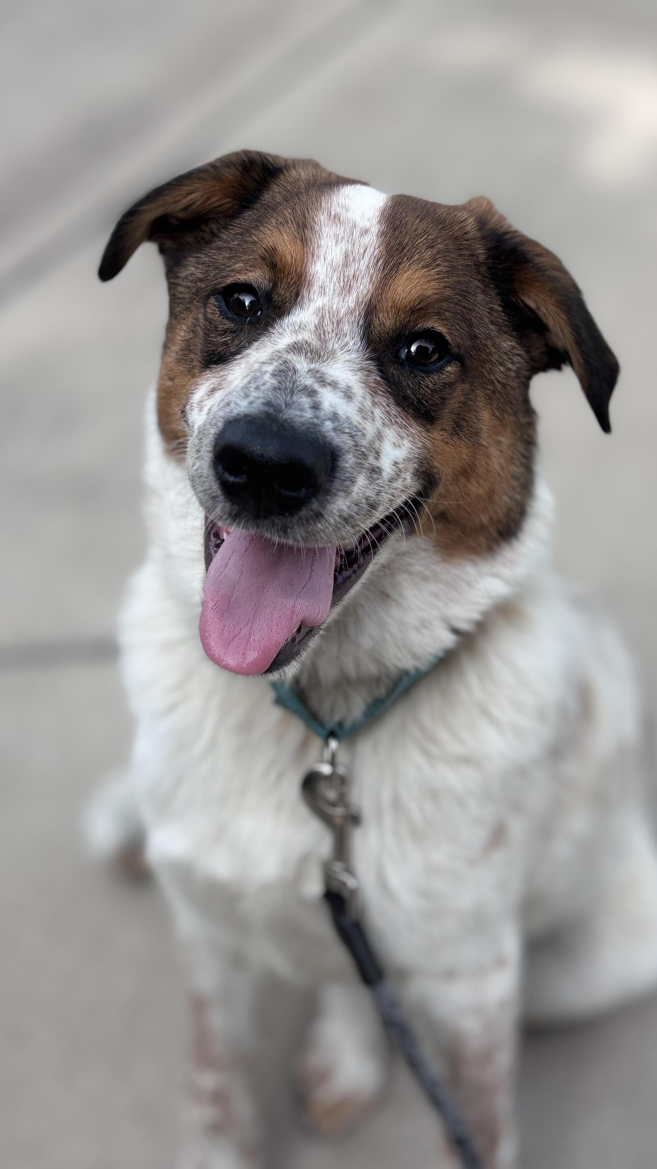 Enlarge Gambler, a Adoptable mixed breed in Burleson, TX image 2/2