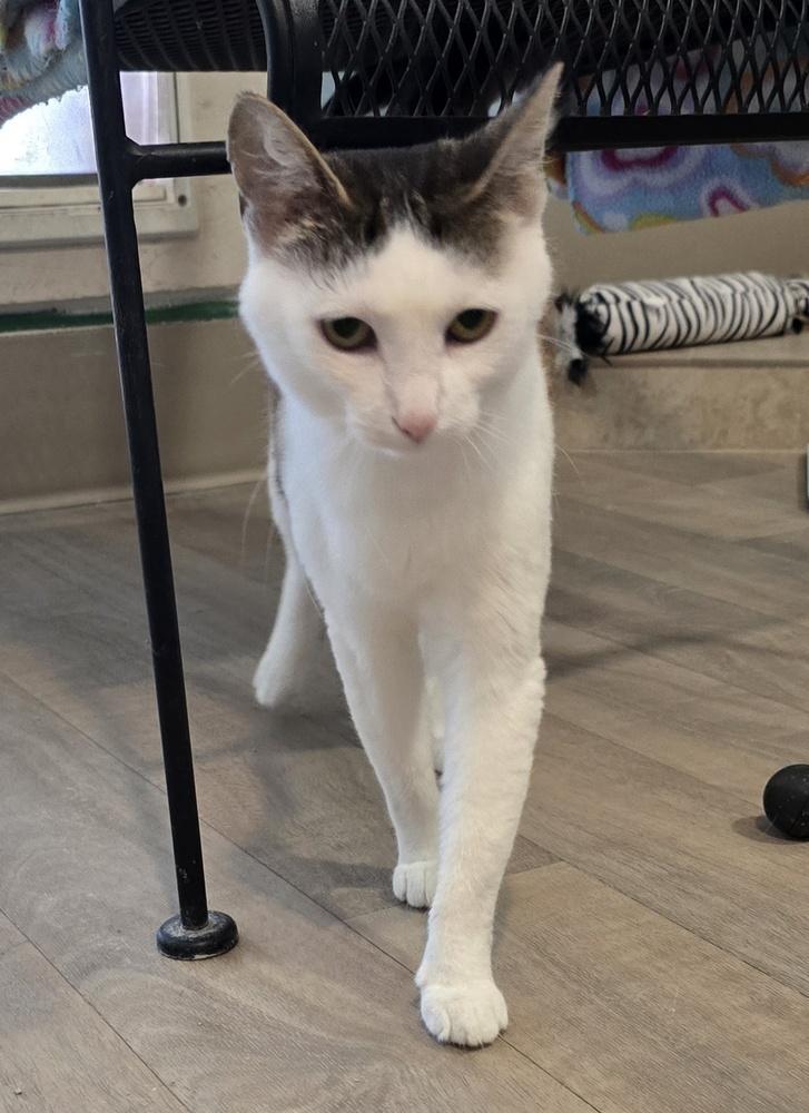 Rosebud, Adoptable, Adult Female Domestic Short Hair.
