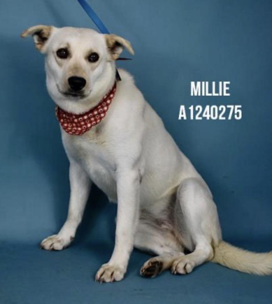Enlarge Millie — URGENT!, an adopted mixed breed in Thousand Oaks, CA image 1/1