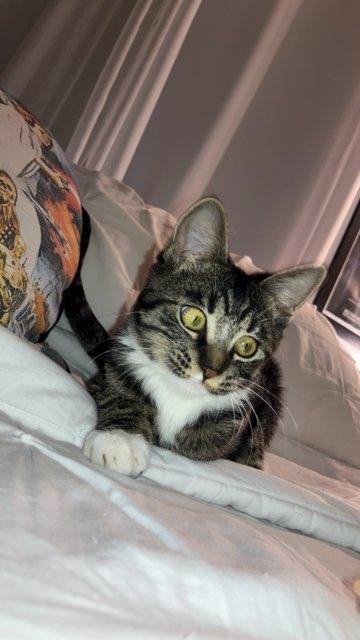 Enlarge Luz, Survivor, a Adoptable mixed breed in Mission Viejo, CA image 2/5