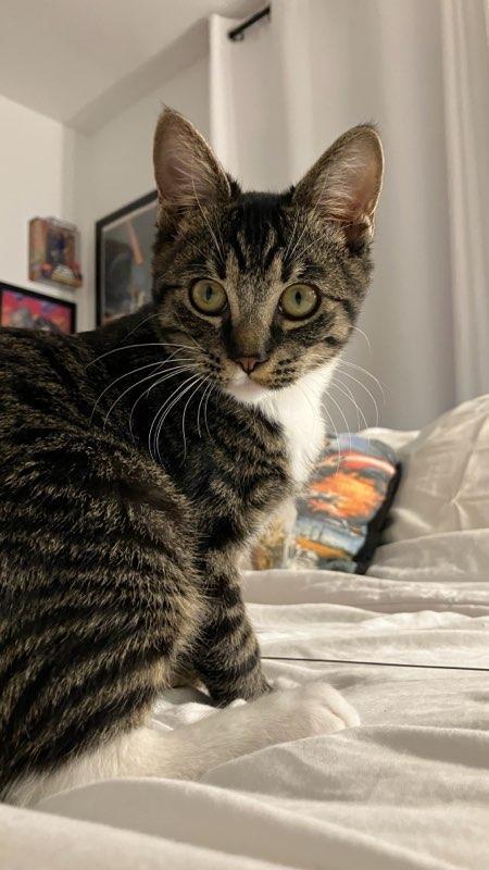 Enlarge Luz, Survivor, a Adoptable mixed breed in Mission Viejo, CA image 1/5