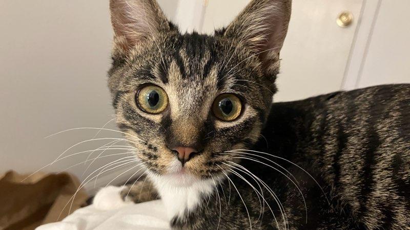 Enlarge Luz, Survivor, a Adoptable mixed breed in Mission Viejo, CA image 4/5