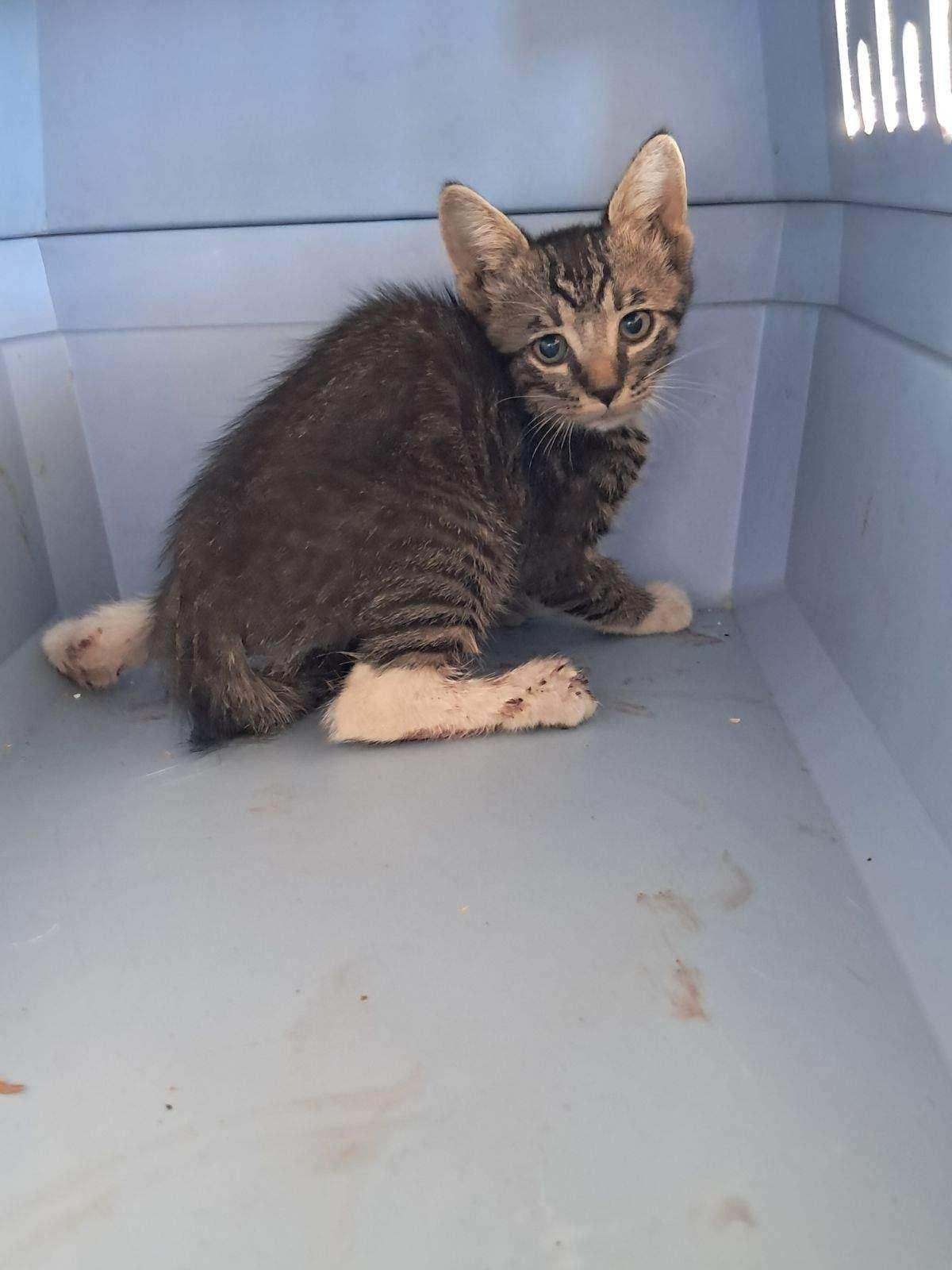 Enlarge Luz, Survivor, a Adoptable mixed breed in Mission Viejo, CA image 3/5