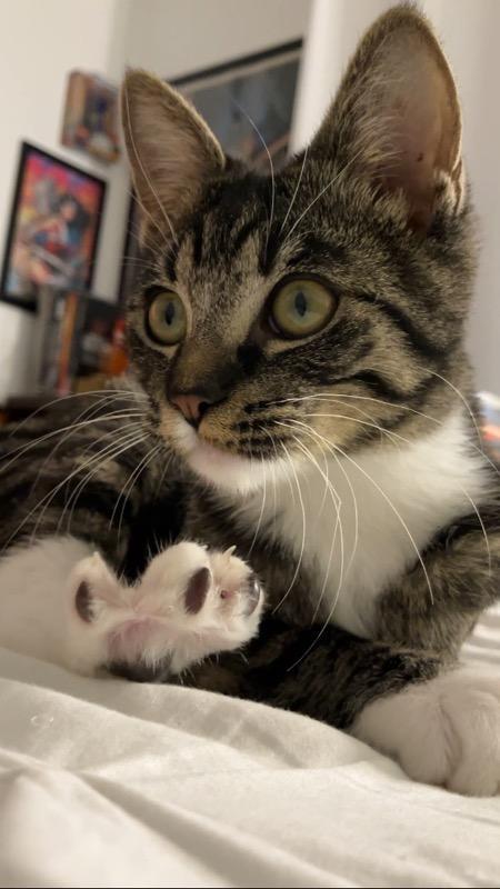 Enlarge Luz, Survivor, a Adoptable mixed breed in Mission Viejo, CA image 5/5