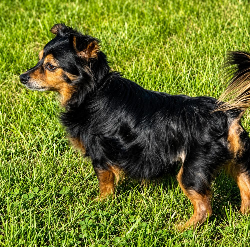 Marley, an adopted Chihuahua in Cheboygan, MI image 3/4