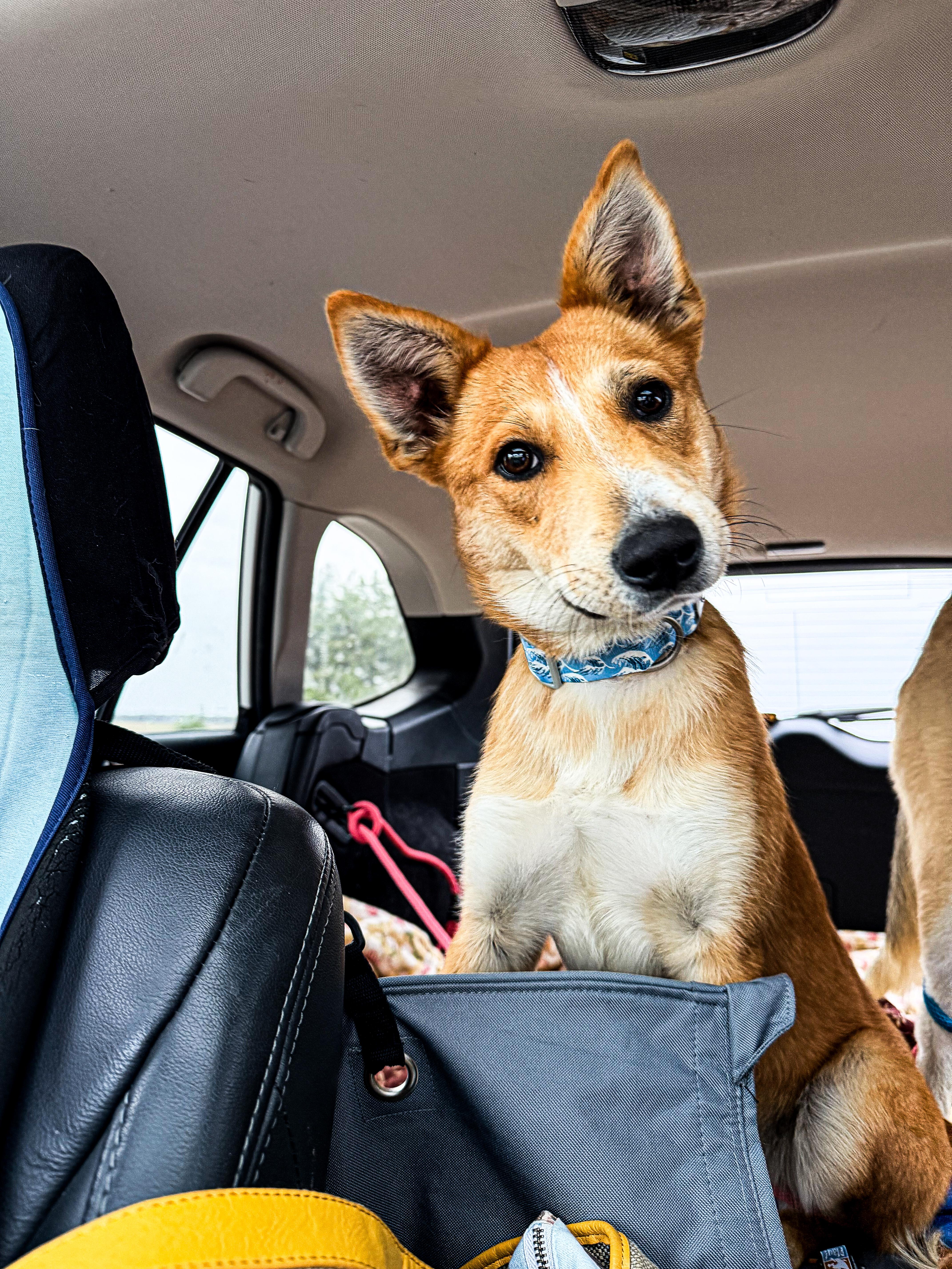Canon, ADOPTABLE, Young Female Mixed Breed.
