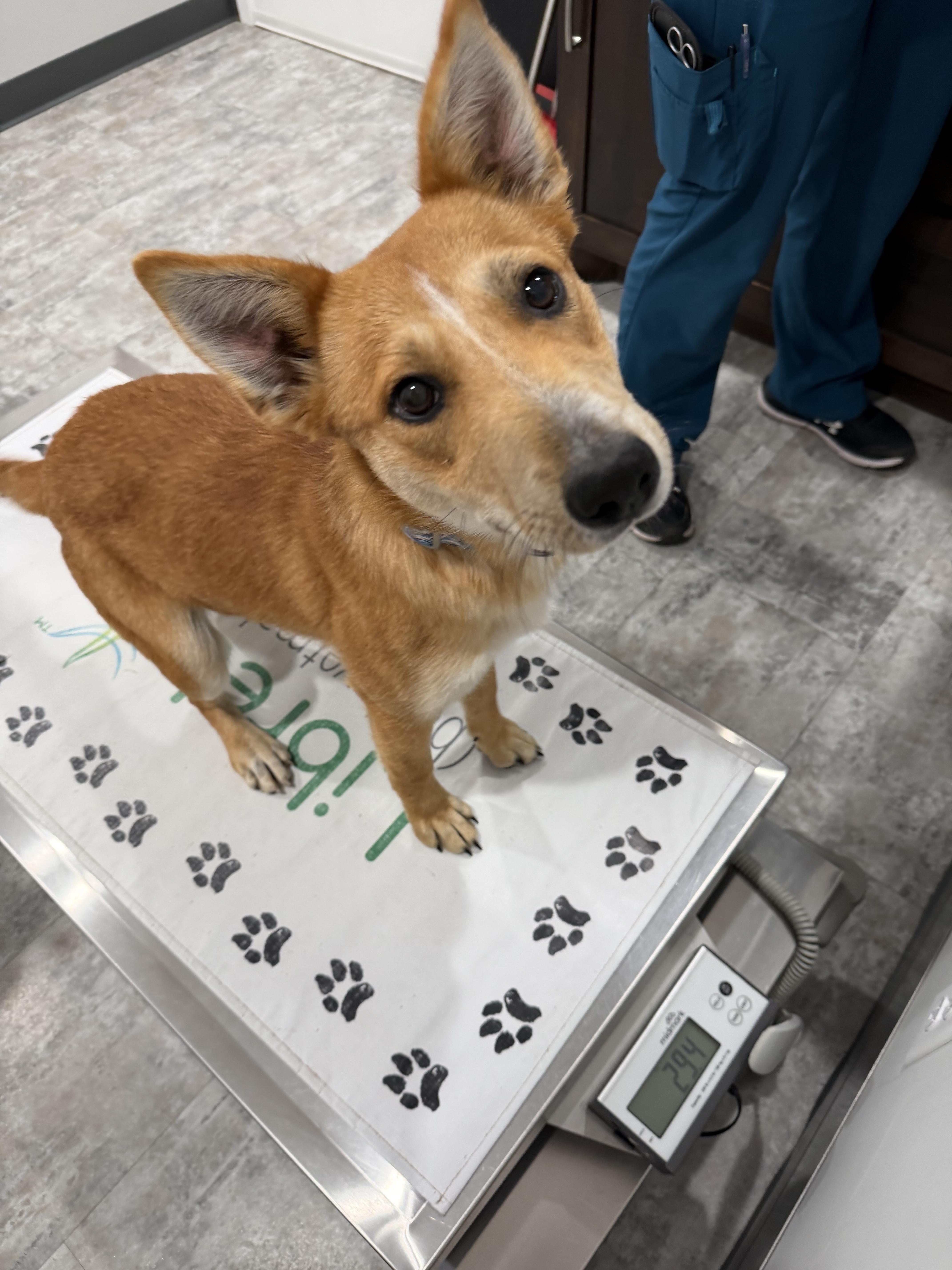 Enlarge Canon, a ADOPTABLE Mixed Breed in Sartell, MN image 4/4