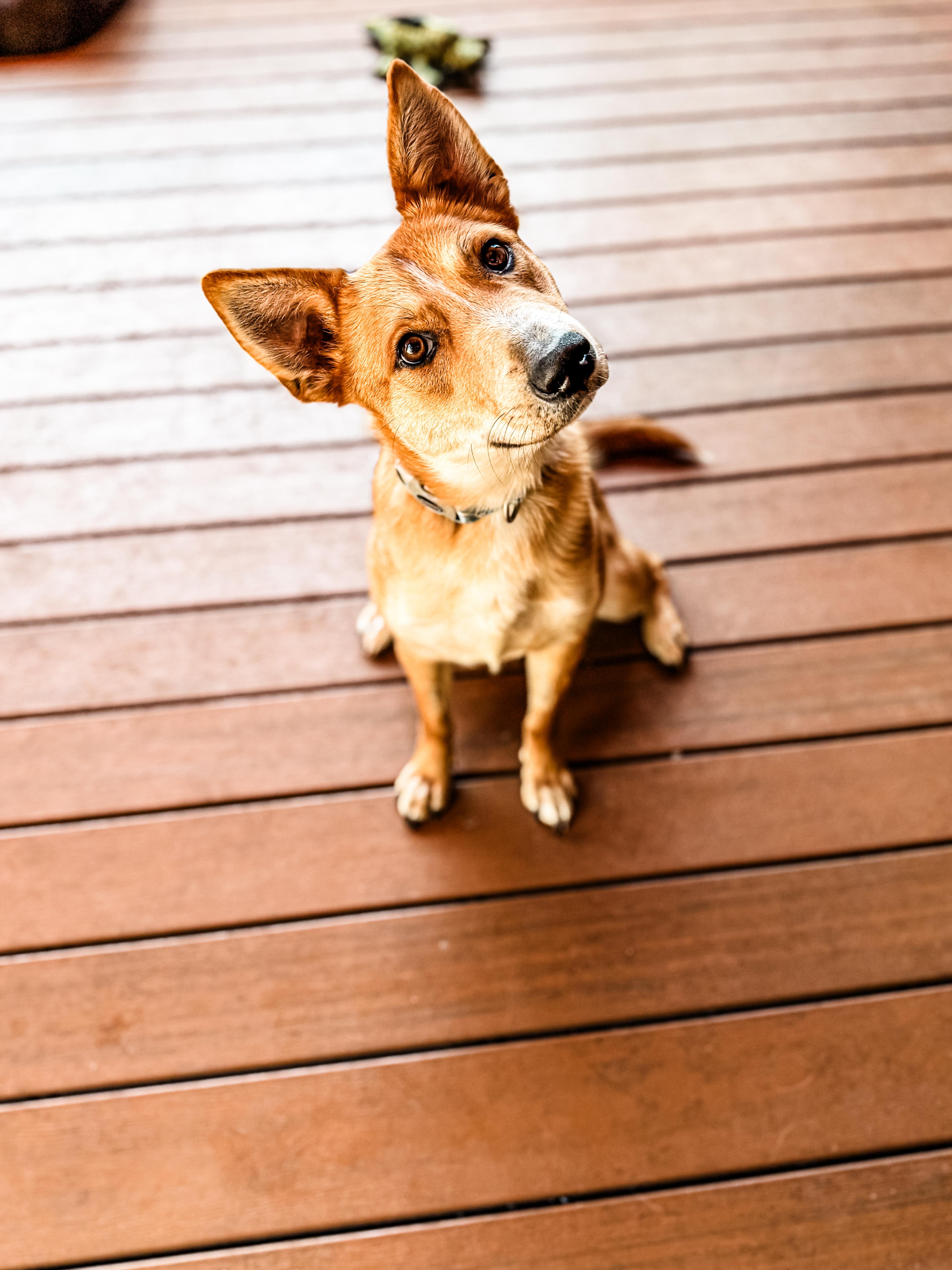 Enlarge Canon, a ADOPTABLE Mixed Breed in Sartell, MN image 1/4