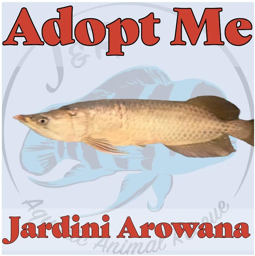 Enlarge Jardini Arowana, a Adoptable Freshwater Fish in Neenah, WI image 1/1