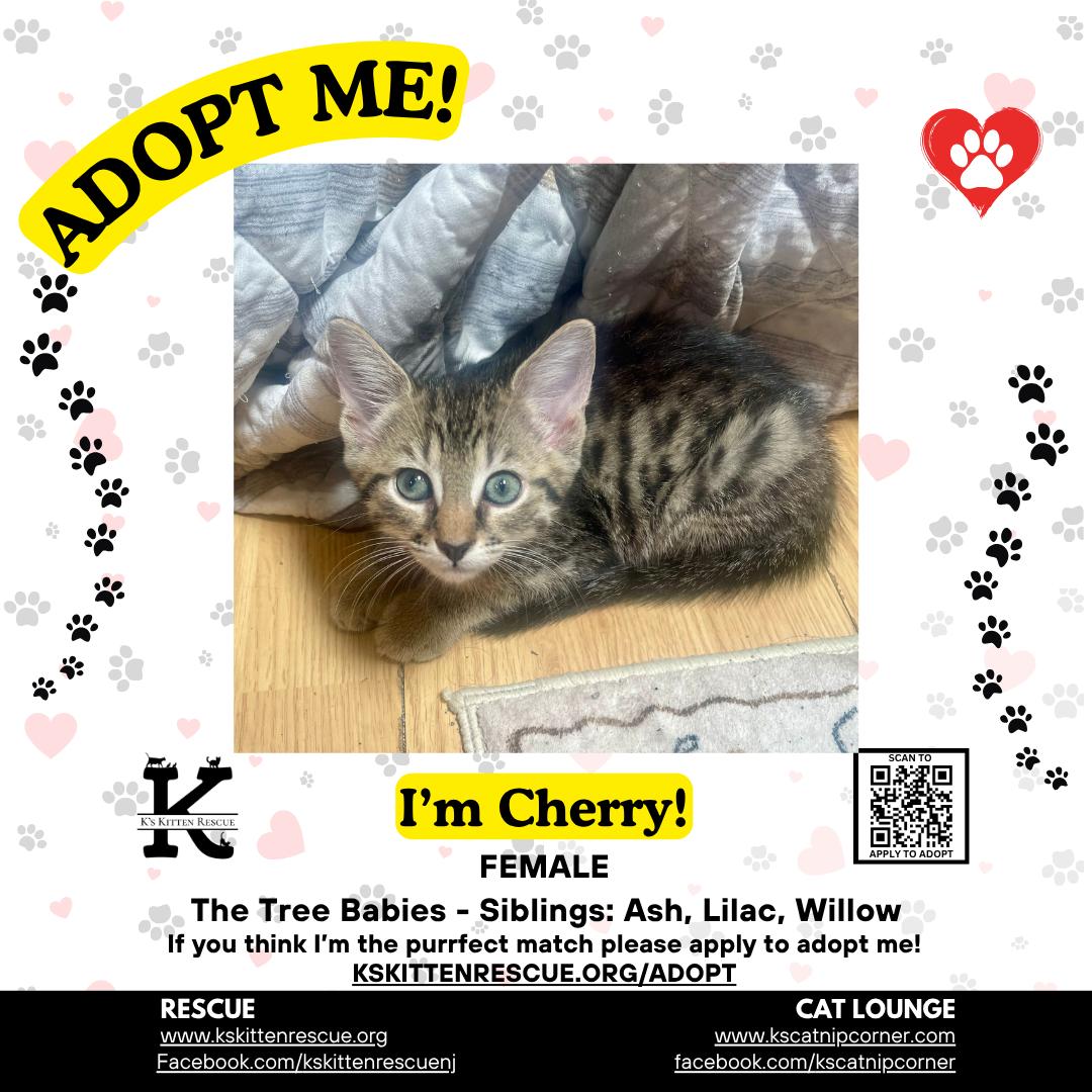 Enlarge Cherry, a Adoptable Domestic Short Hair in Brick, NJ image 1/1