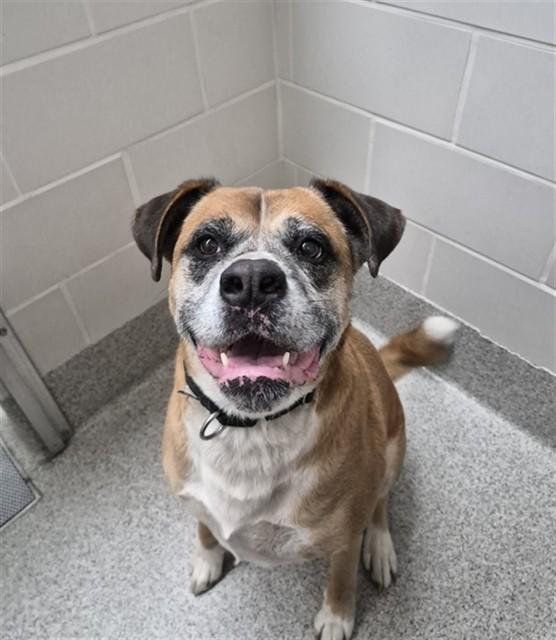 Enlarge HARLEY, a Adoptable mixed breed in Omaha, NE image 1/1
