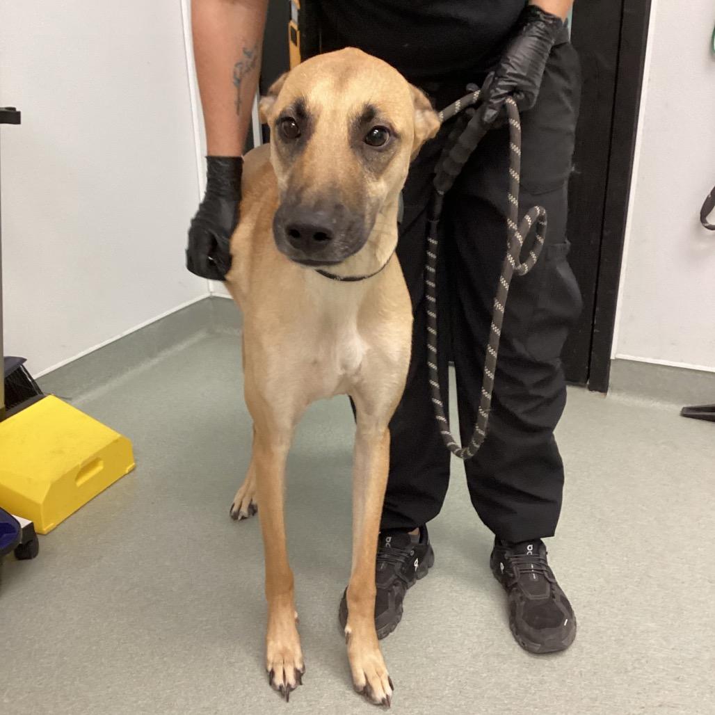 Strawberry thumbnail 2