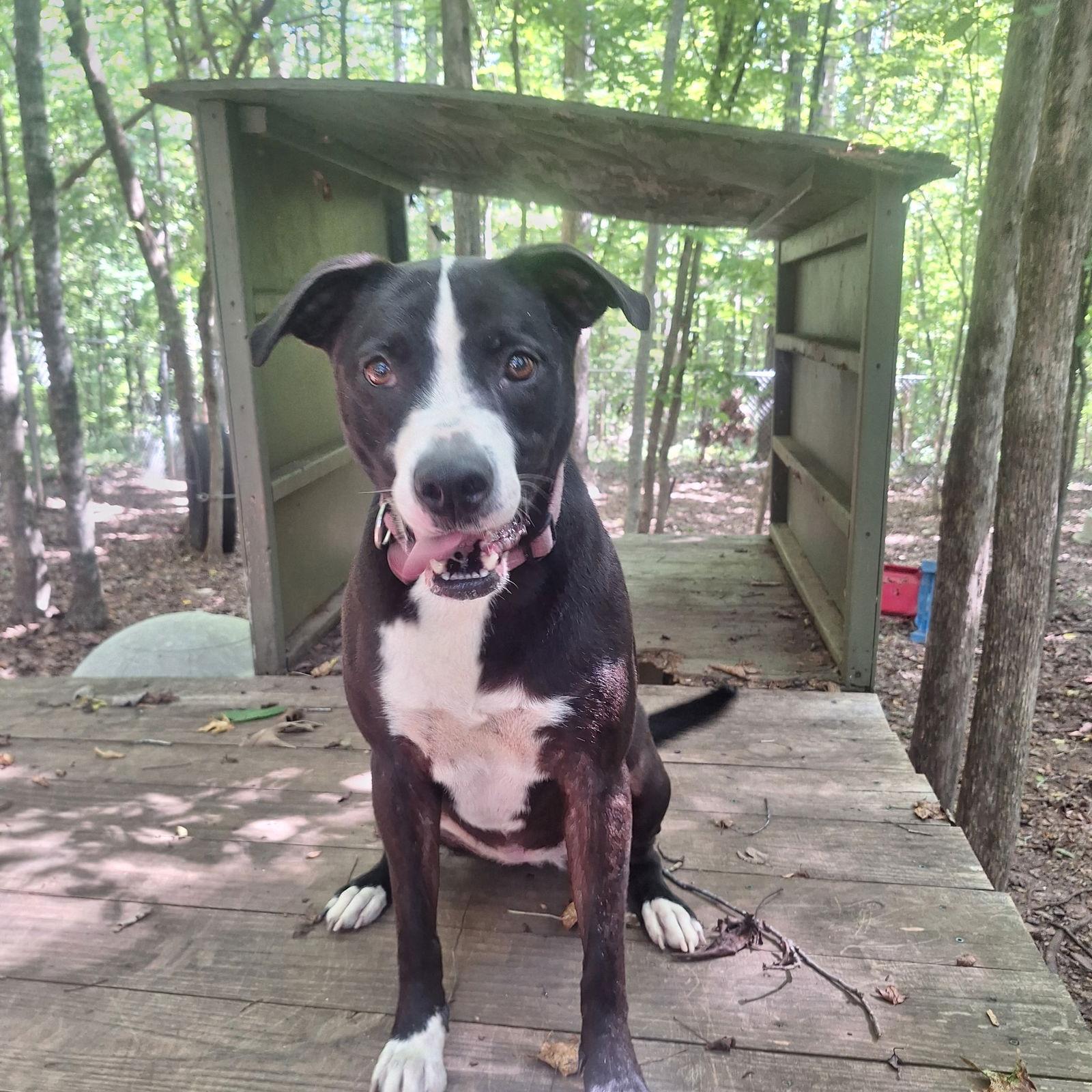 Chelsea, a Adoptable Labrador Retriever in Mc Cormick, SC image 1/2