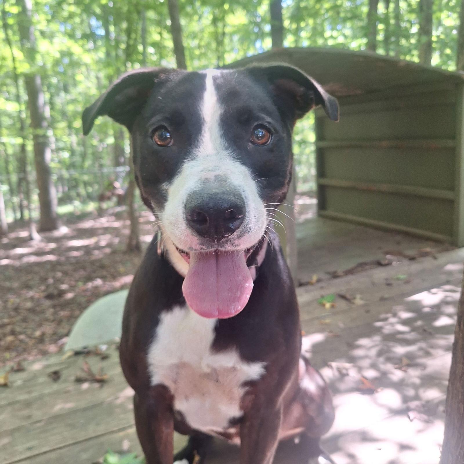 Chelsea, a Adoptable Labrador Retriever in Mc Cormick, SC image 2/2