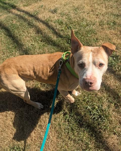 Thor, a Adoptable American Staffordshire Terrier in Ontario, NY image 1/4