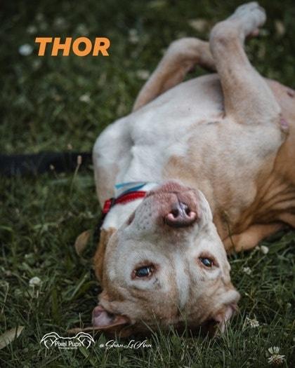 Thor