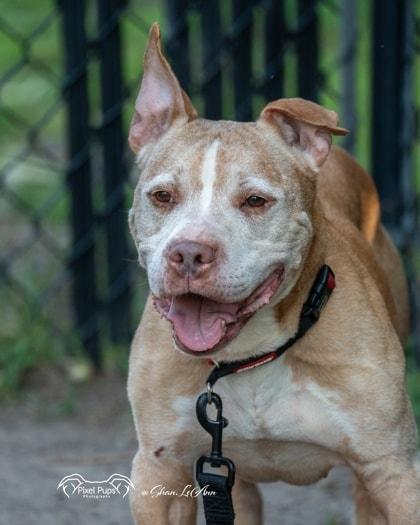 Thor, a Adoptable American Staffordshire Terrier in Ontario, NY image 4/4