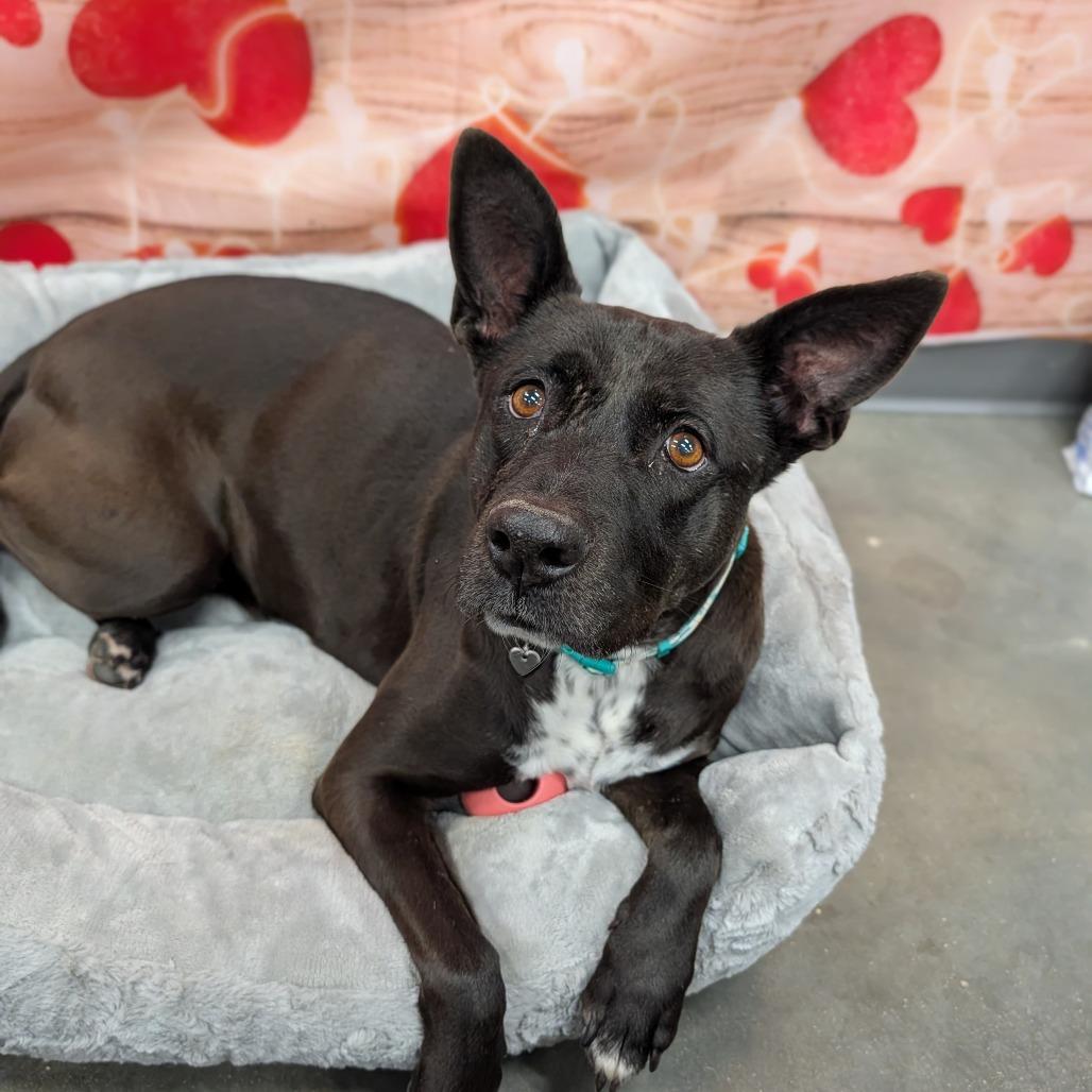 Enlarge Queso, a ADOPTABLE Mixed Breed in Cape Girardeau, MO image 1/4