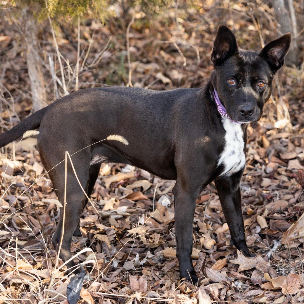 Enlarge Queso, a ADOPTABLE Mixed Breed in Cape Girardeau, MO image 2/4