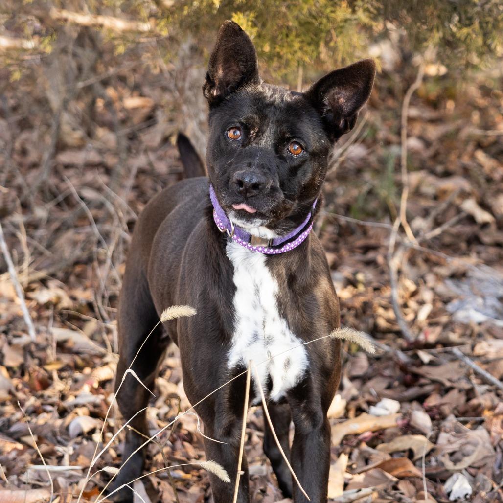 Enlarge Queso, a ADOPTABLE Mixed Breed in Cape Girardeau, MO image 4/4
