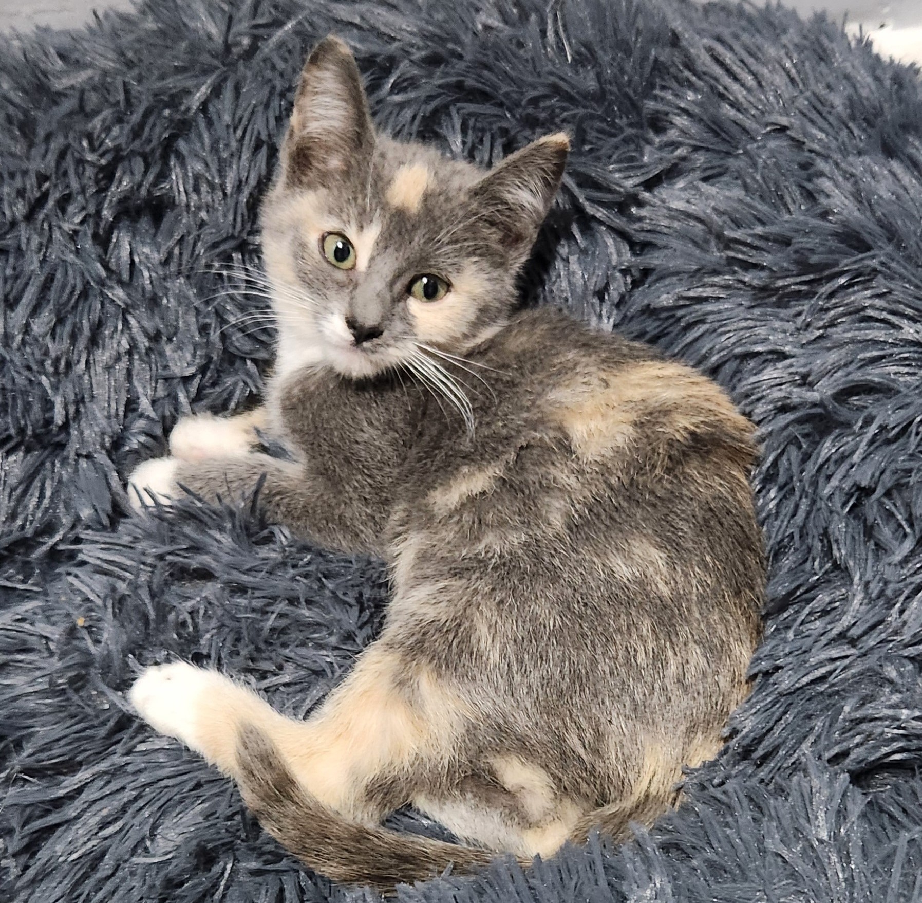 Cat for adoption Lucy, a Dilute Calico in Closter, NJ Petfinder