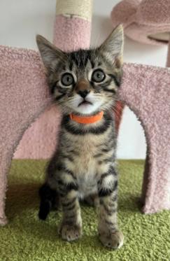 Will, adopted, Kitten Male Domestic Short Hair.