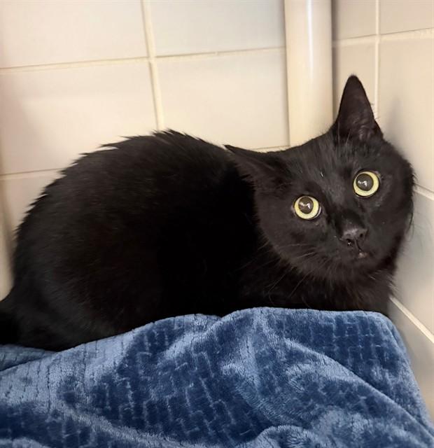 Enlarge SHADOW, a Adoptable Domestic Short Hair in Leesburg, VA image 1/1