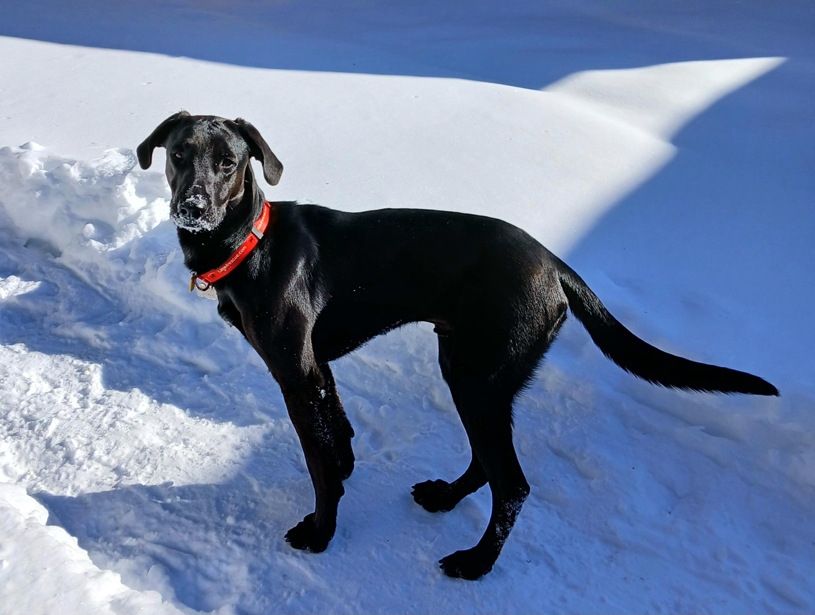 Enlarge Frankie #16, a Adoptable mixed breed in Killingworth, CT image 2/5