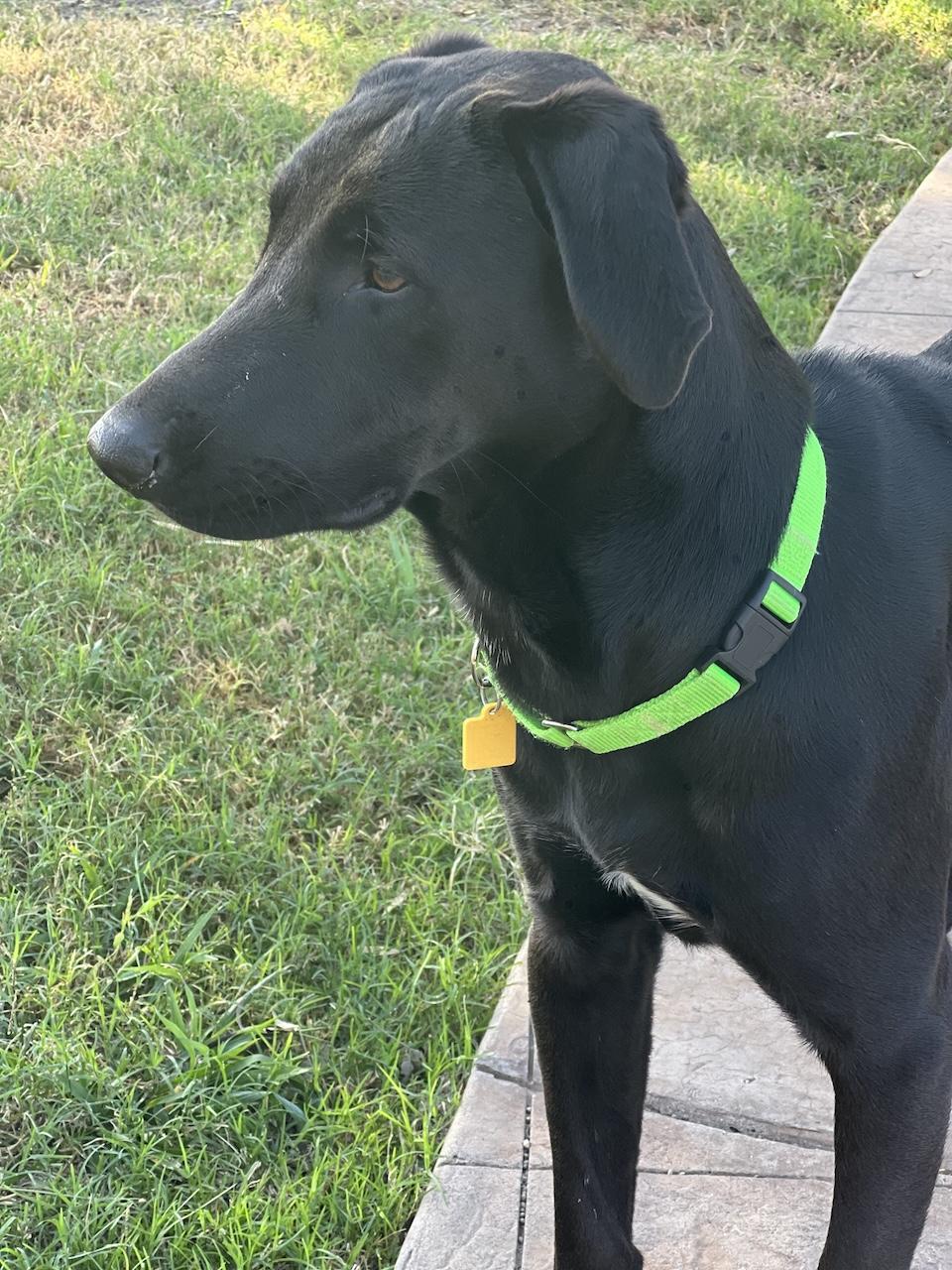 Enlarge Frankie #16, a Adoptable mixed breed in Killingworth, CT image 4/5