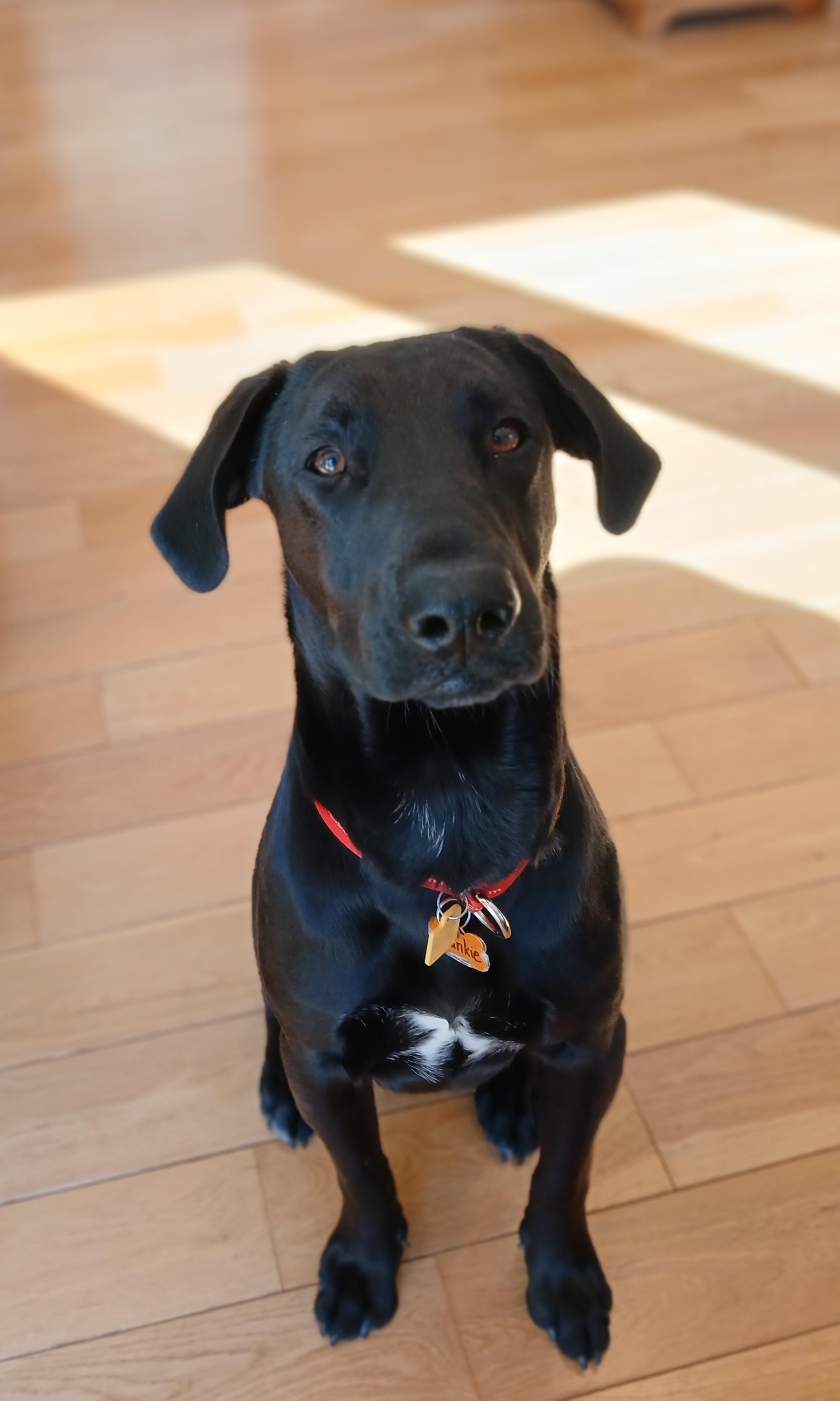 Enlarge Frankie #16, a Adoptable mixed breed in Killingworth, CT image 1/5