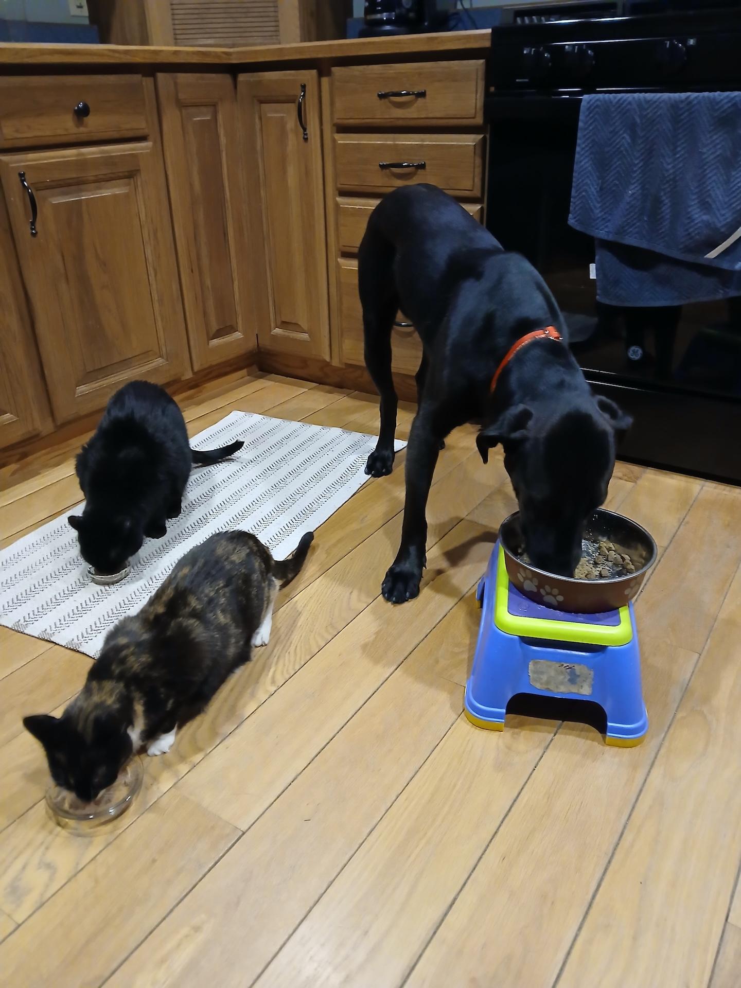 Enlarge Frankie #16, a Adoptable mixed breed in Killingworth, CT image 3/5