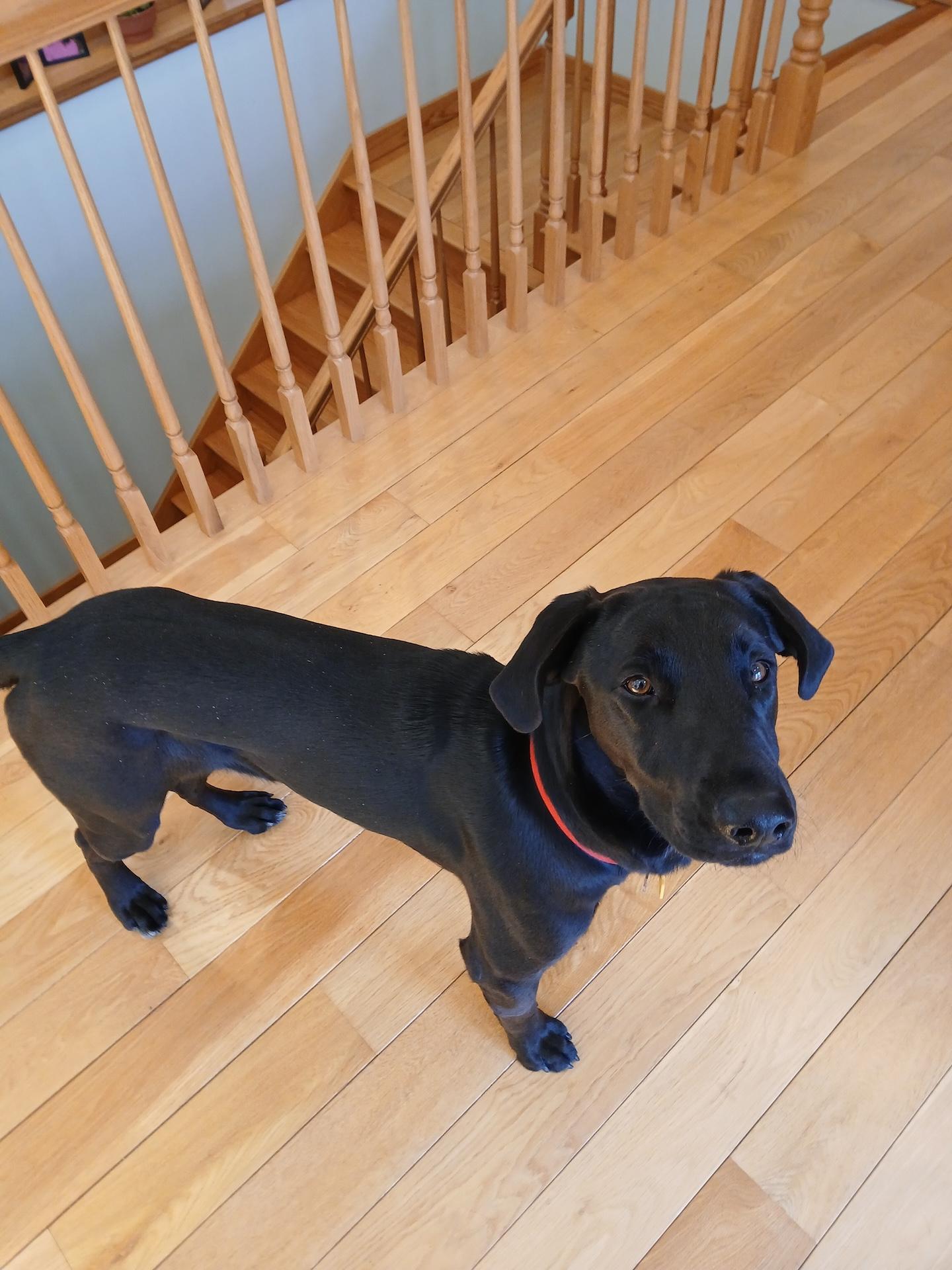 Enlarge Frankie #16, a Adoptable mixed breed in Killingworth, CT image 4/5